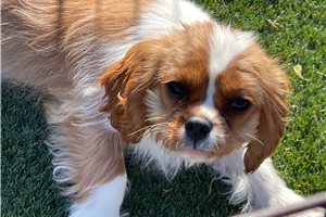 Anna - Cavalier King Charles Spaniel for sale