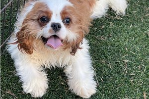 Renegade - puppy for sale