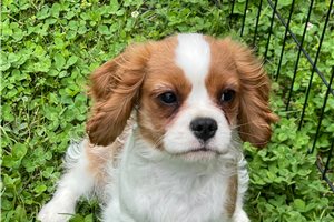 Reese - Cavalier King Charles Spaniel for sale