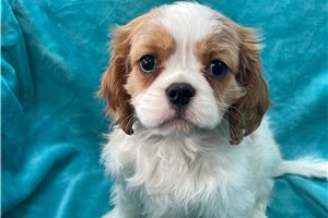 Asher - puppy for sale
