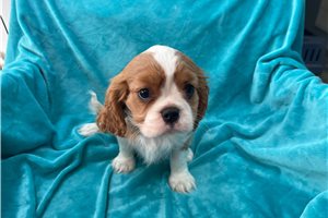 Anthony - puppy for sale
