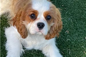 Alfie - Cavalier King Charles Spaniel for sale