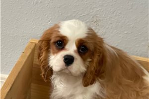 Alfie - Cavalier King Charles Spaniel for sale