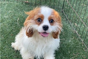 Resso - Cavalier King Charles Spaniel for sale