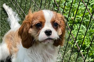 Remington - Cavalier King Charles Spaniel for sale
