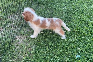 Hector - Cavalier King Charles Spaniel for sale