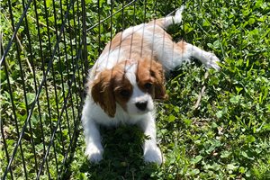 Ross - puppy for sale