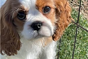 Amelia - Cavalier King Charles Spaniel for sale