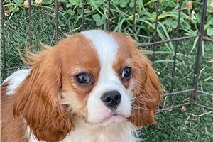 Remington - puppy for sale