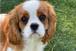 Achilles - Cavalier King Charles Spaniel for sale