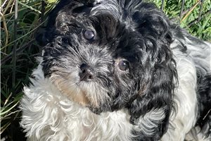 Gabby - puppy for sale