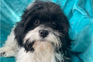 Gavin - Cavapoo for sale