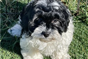 Gracie - Cavapoo for sale