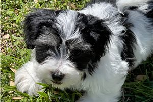 Jett - puppy for sale