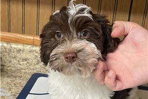 Stark - Havanese for sale