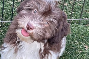 Slade - puppy for sale