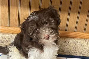 Slade - puppy for sale