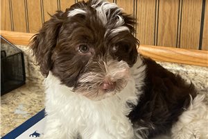 Stark - Havanese for sale