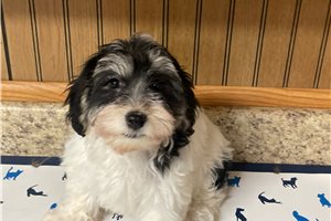 Sawyer - puppy for sale