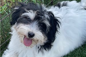 Sawyer - Havanese for sale