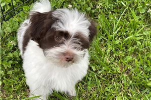 Jazzy - puppy for sale