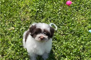 Jazzy - Havanese for sale