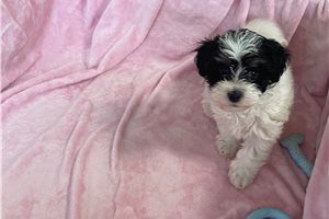 Sonia - puppy for sale