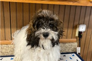 Hope - Havapoo for sale