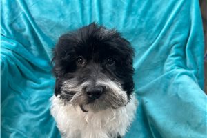 Herman - puppy for sale