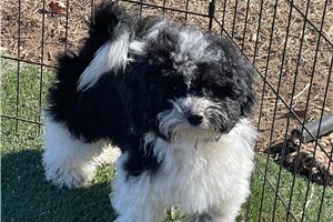 Hugo - Havapoo for sale