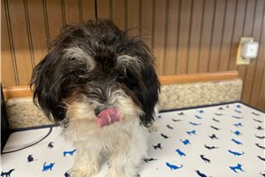 Hazel - puppy for sale