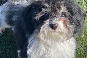 Hazel - Havapoo for sale