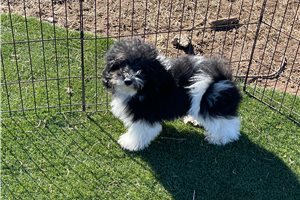 Hickory - Havapoo for sale