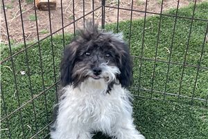 Helena - Havapoo for sale