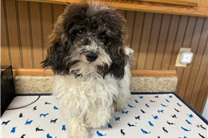 Hope - puppy for sale