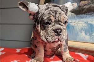 Esme - French Bulldog for sale