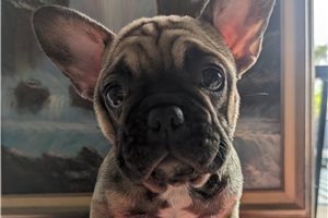 Ella - French Bulldog for sale