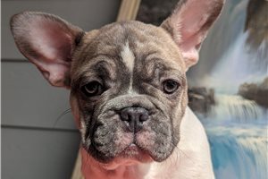 Emmaline - French Bulldog for sale