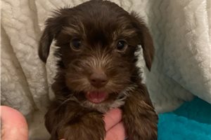 Case - Yorkshire Terrier - Yorkie for sale