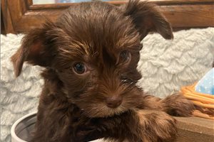 Camille - Yorkshire Terrier - Yorkie for sale