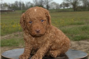 Kipling - puppy for sale