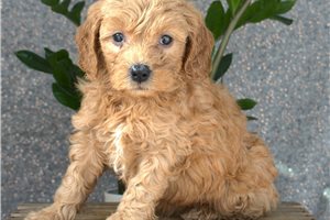 Natoya - puppy for sale