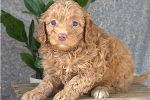 Natasha - puppy for sale