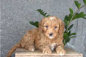 Navi - puppy for sale