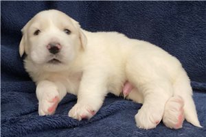 Aces - puppy for sale
