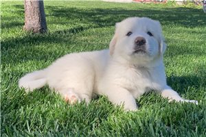 Adrian - Great Pyrenees for sale