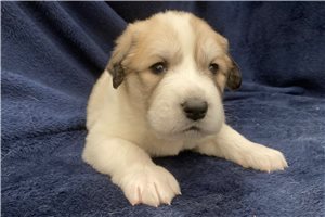 Amanda - Great Pyrenees, placed in Wichita