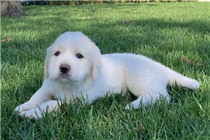 Aces - Great Pyrenees for sale
