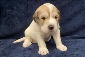 Apollo - puppy for sale