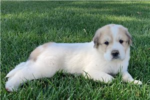Apollo - Great Pyrenees for sale